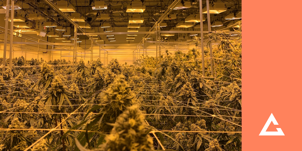 Craft Grower Extension Marks Minor Relief For Aspiring Illinois Operators featured image