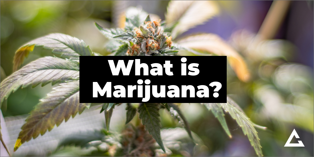 Marijuana: What It Is, How to Use It, Benefits, and Side Effects featured image